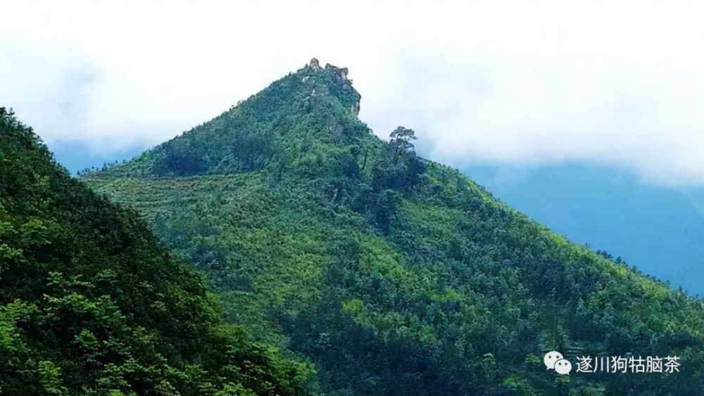 而后,又改回"狗牯脑茶".以此为名,离不开它的产地——狗牯脑山.