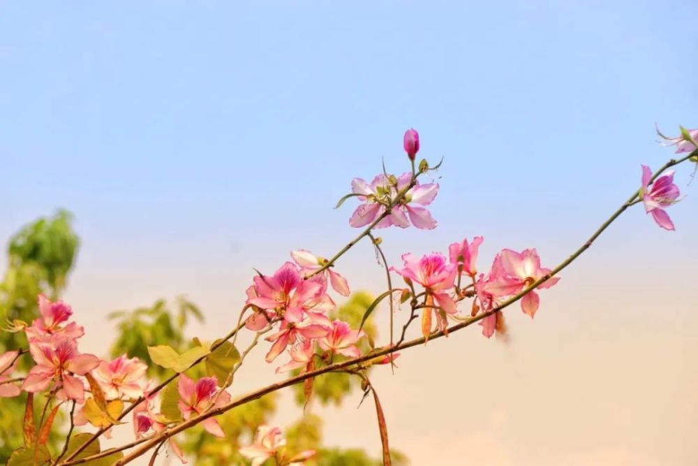 春生夏长 潮院春色 腾讯新闻