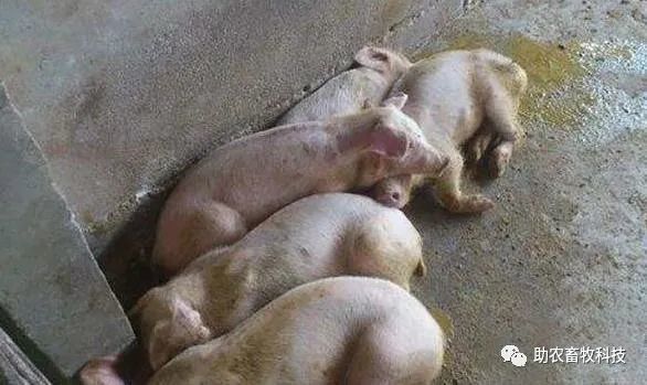 主要症状是眼结膜颜色红中带黄色,食欲不定,舌苔黄厚;异嗜,喜食砂土