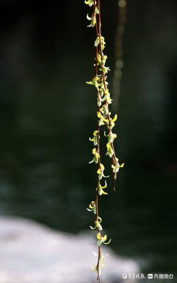 柔美的柳枝犹如秀发随风飘荡,充满春天的气息.