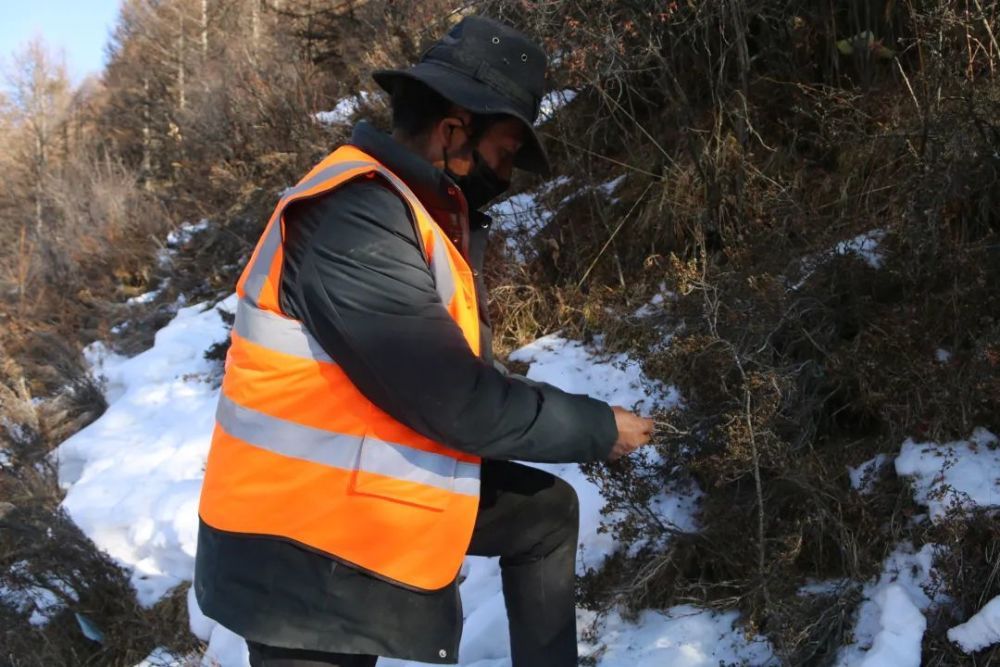 高科技熊猫护林员上阵助力我州森林草原防灭火