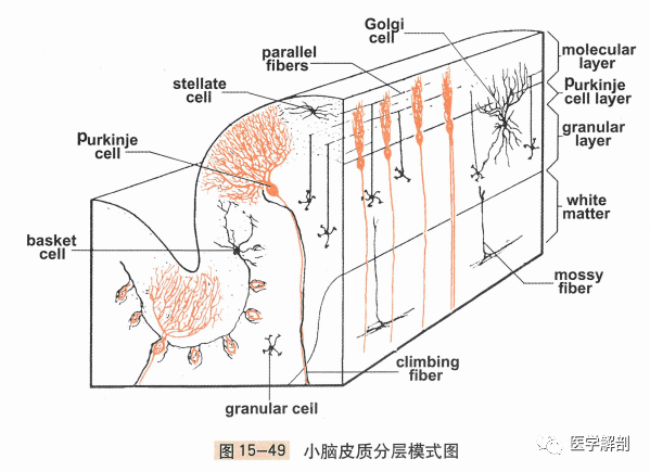 人體解剖學:中樞神經系統|小腦的內部結構