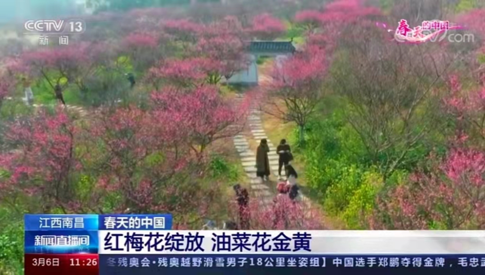 央视专题报道 南昌凤凰沟红梅绽放 油菜花金黄 腾讯新闻