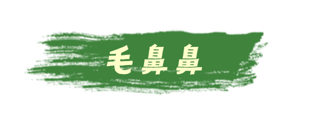 毛鼻鼻团子就像是曹山春天代名词每年到早春时节大家都会不由自主的