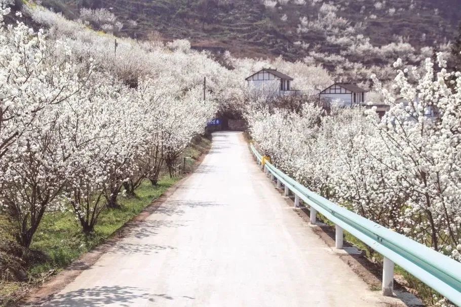 总溪河樱花图片