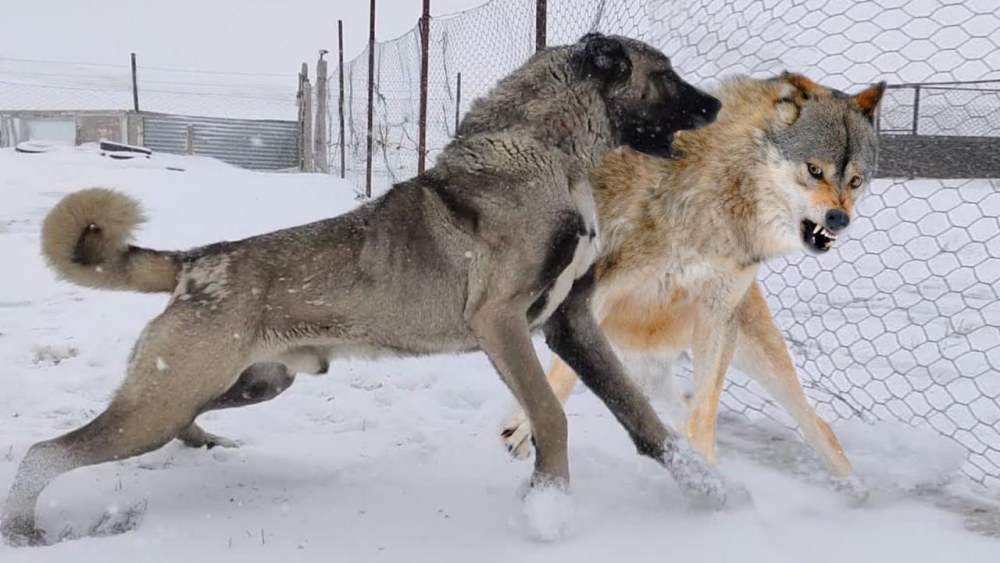 坎高犬vs灰狼 如果两者正面硬肛 谁才是真正的犬科之王 腾讯新闻