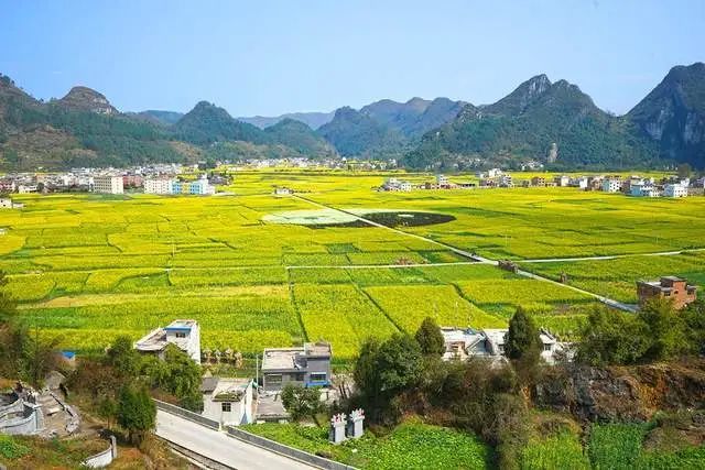 貴州最美的10大油菜花海:在平淡無奇中形成一道靚麗的風景線