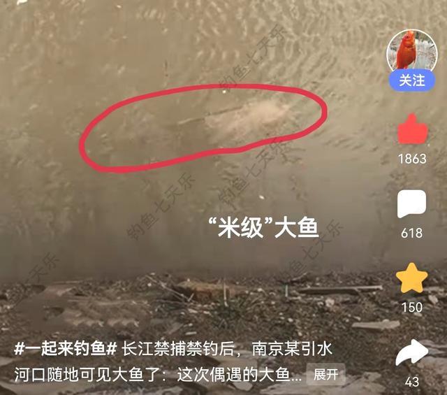 长江禁渔后,鱼类明显"膨胀"了!南京网友拍到"两米长"大鱼