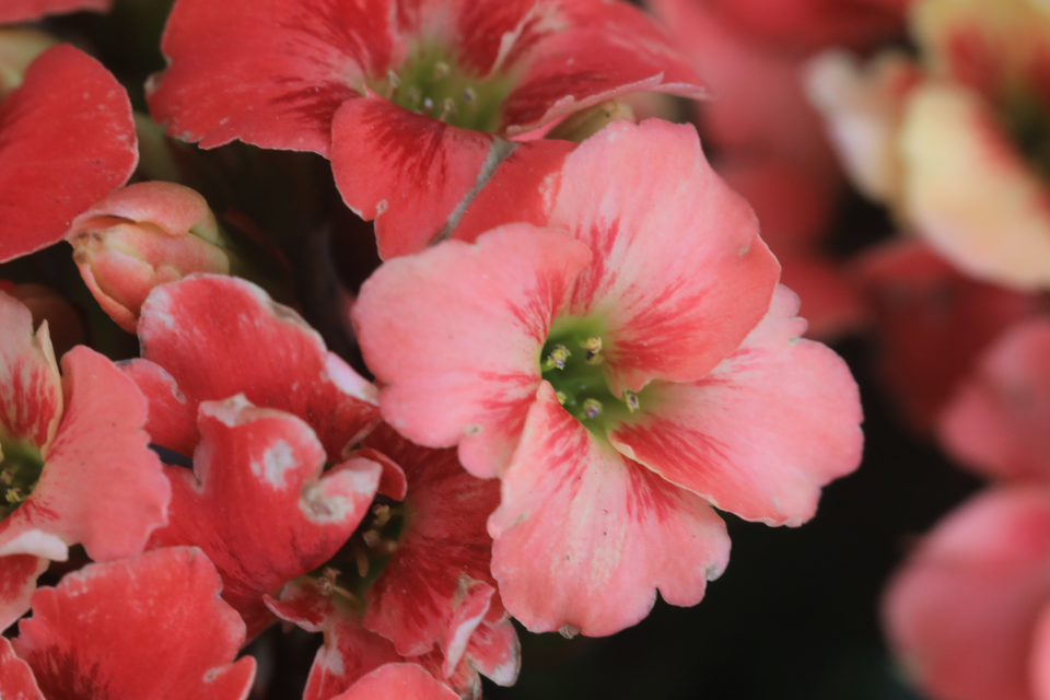 爱丽丝ellis大花复色单瓣长寿花精灵复色系列