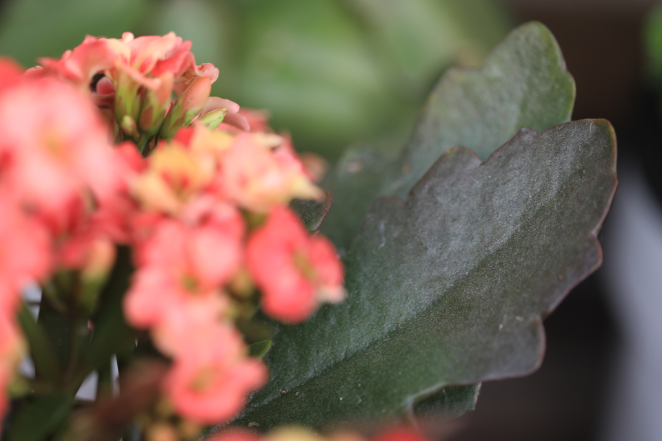 爱丽丝ellis大花复色单瓣长寿花精灵复色系列