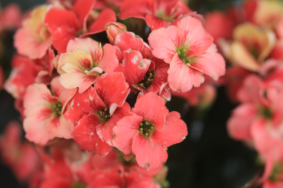 爱丽丝ellis大花复色单瓣长寿花精灵复色系列