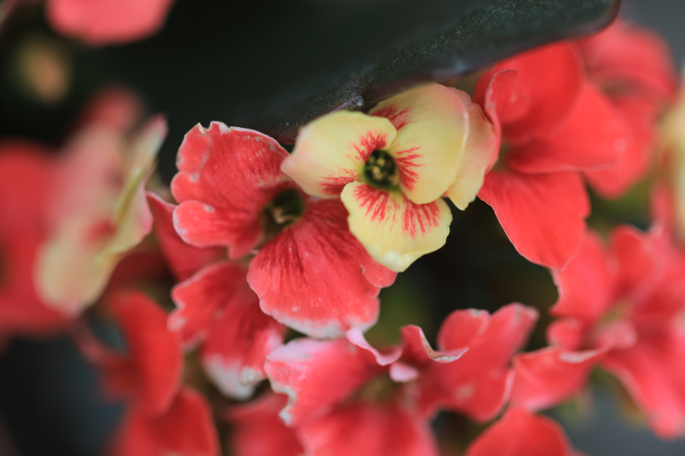 爱丽丝ellis大花复色单瓣长寿花精灵复色系列