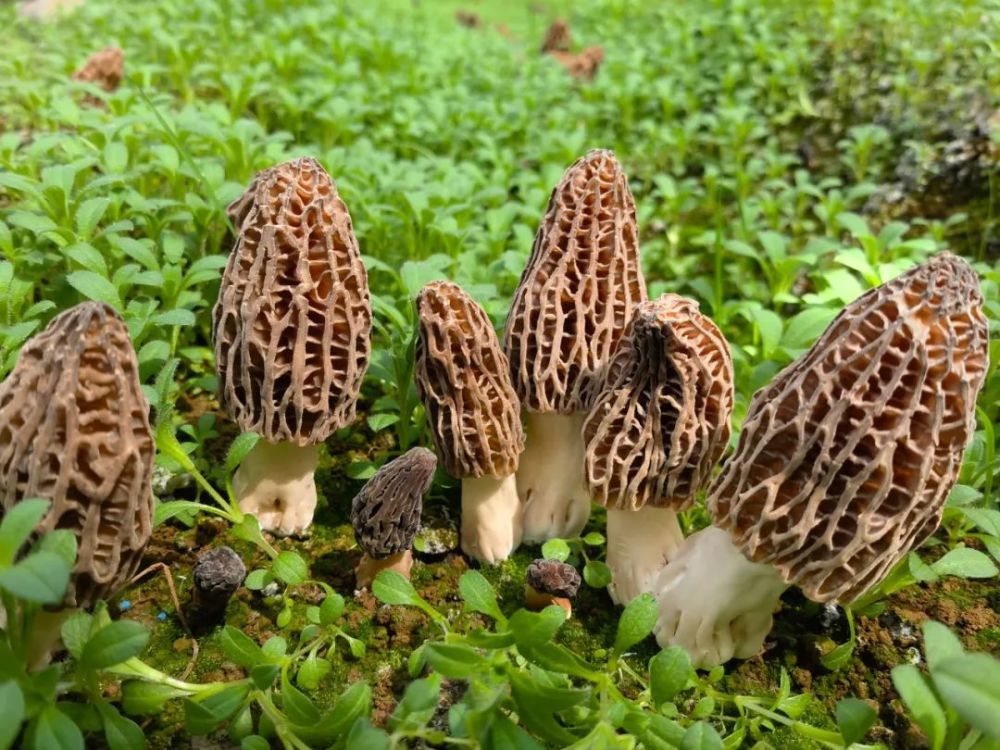 织金县牛场镇:美味羊肚菌"抢鲜"上市!_腾讯新闻