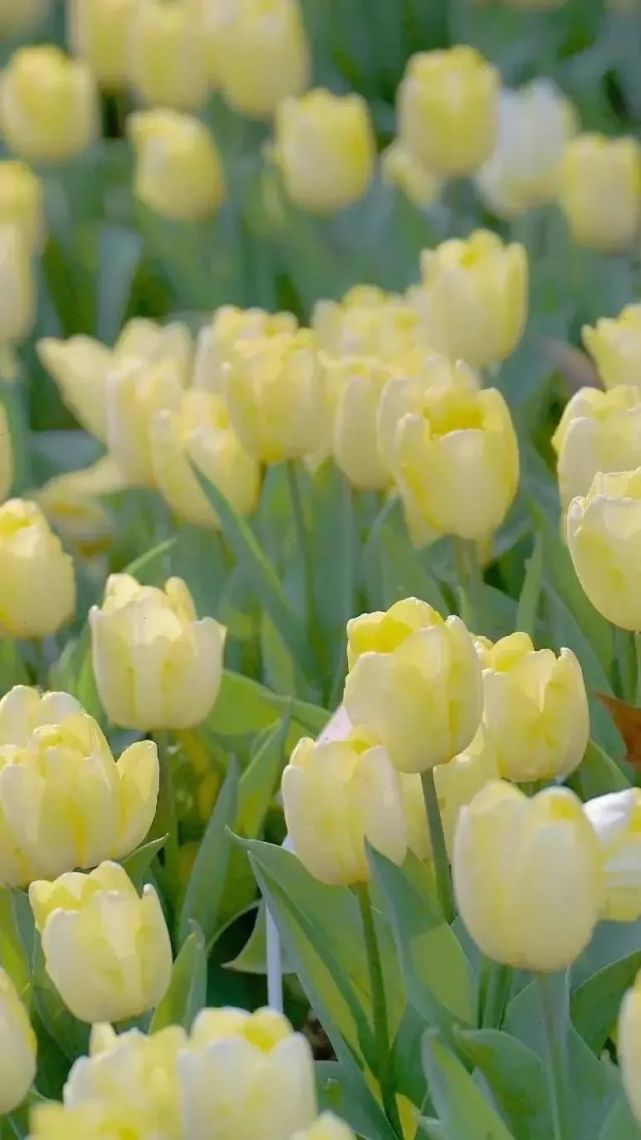 高级感郁金香壁纸|春天的味道