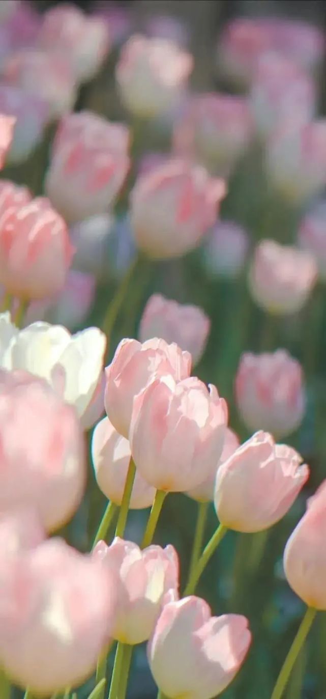 高级感郁金香壁纸|春天的味道