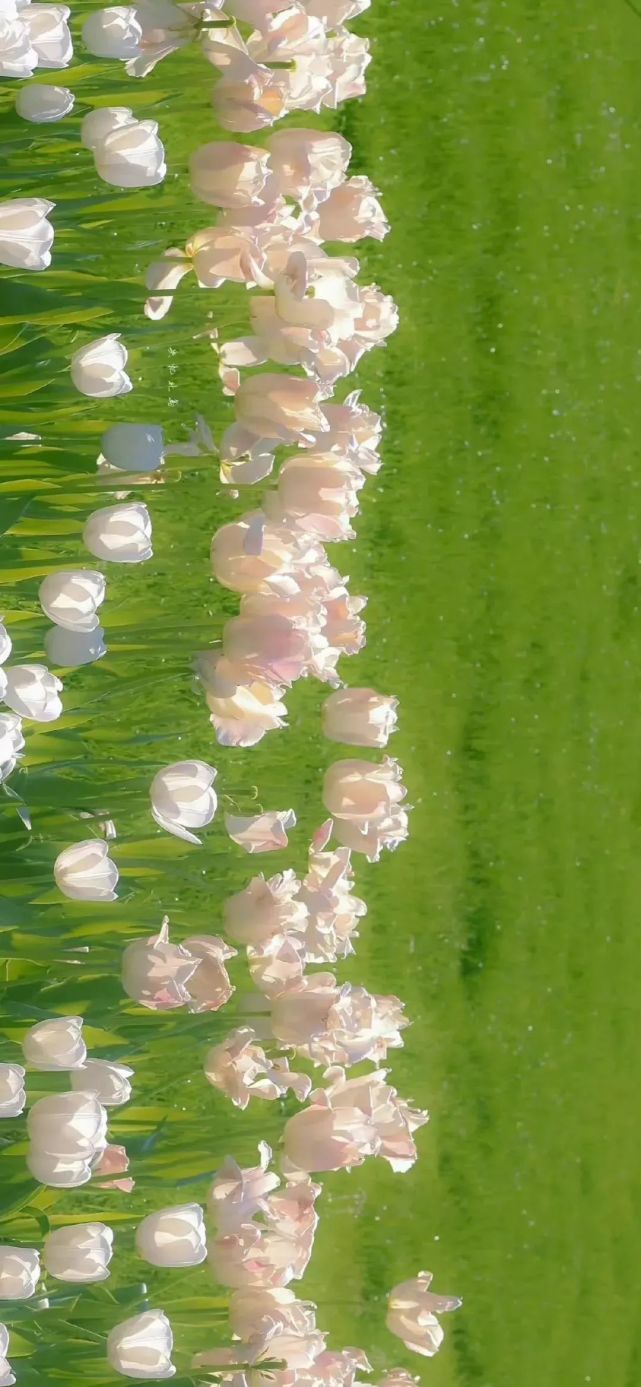 高级感郁金香壁纸|春天的味道