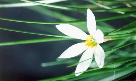 人若兰花花若兰 井冈山永不凋谢兰花 朱德和红军女将的兰花情缘 腾讯新闻