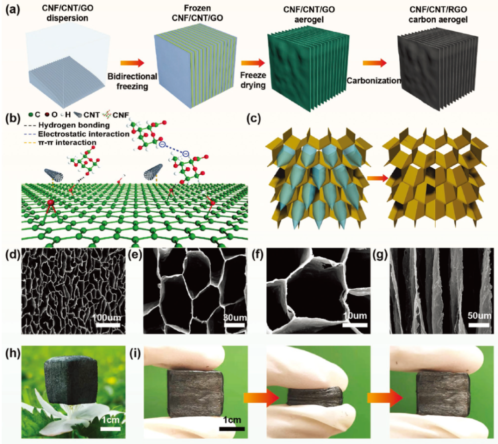 《afm:超弹,超轻,超亲水的多功能cnf/cnt/rgo碳气凝胶!