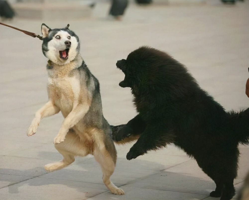 怂狗排行榜指望它们保护主人怕是没戏了