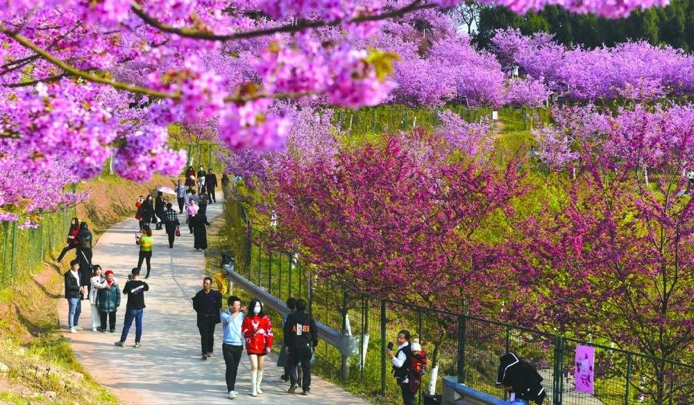 不負春光,市民在高坪區都京街道永安村瀾嶺江花景區賞花 南充日報社全