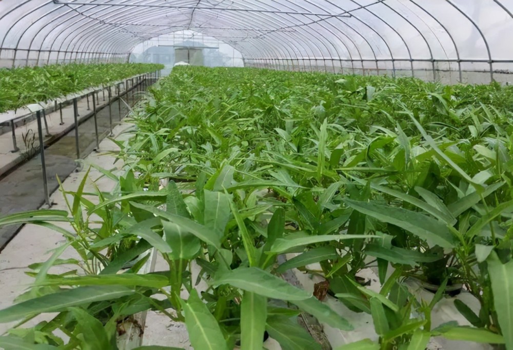 经走访调研,小编发现如今市场上空心菜还来源于大棚种植,价格为每斤