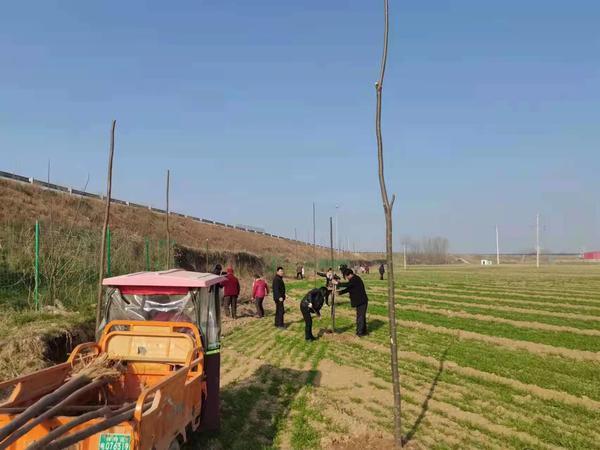 开封市祥符区仇楼镇:人勤春来早 植树正当时