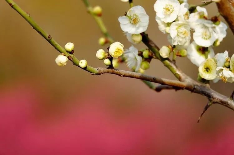 三月中旬至四月中旬梅花,沒有