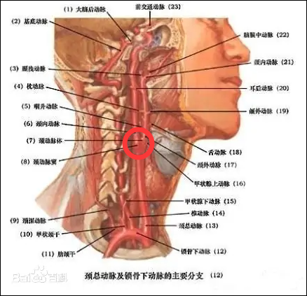 左右頸總動脈發出後,在氣管的前方上行,到達頸部時向外斜方分別走行在