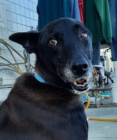 黑汪在院子里玩突然听到铲屎官说的这两个字瞬间吓成这个样子