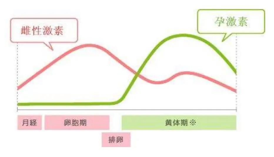 3种情况提示可能雌激素过多