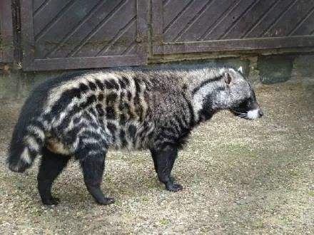 非洲灵猫的特征及鉴别特征