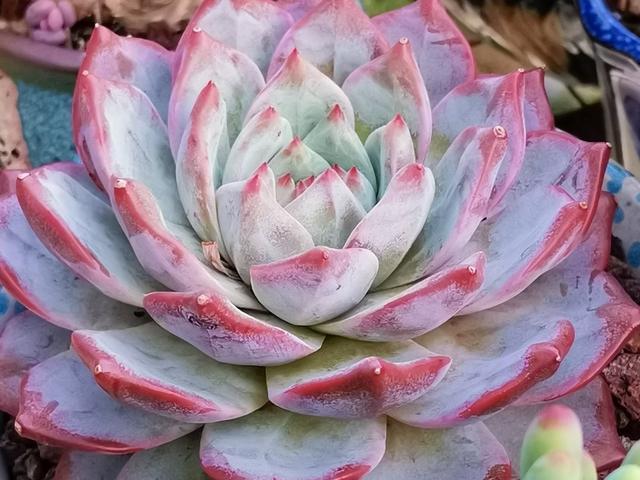 多肉粉蓝鸟,颜值高是真的,爱穿裙子也是真的,想要变美得狠一点