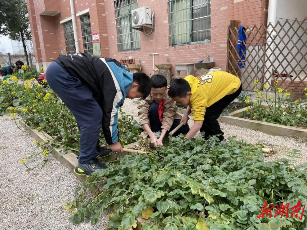 长沙芙蓉区东风小学劳动园地里的思政课堂