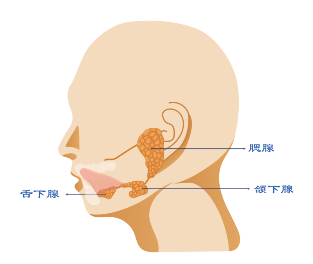 唾液腺卡通图片