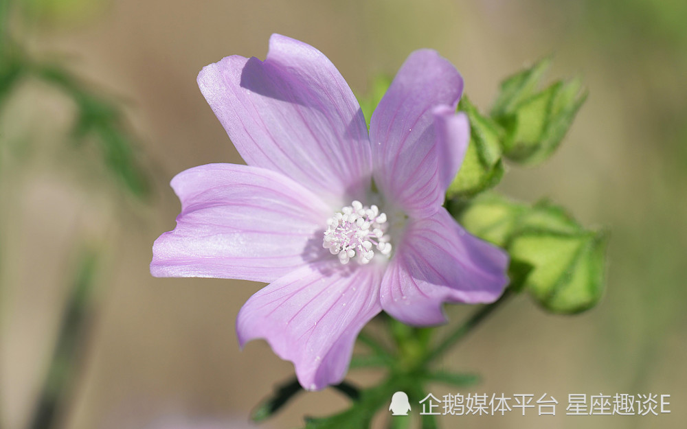 3月8日 12日星座運勢 力争上遊 稱心如意的四大星座 天天看點