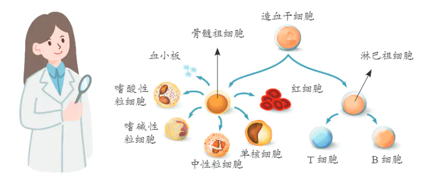 造血干细胞发育图图片