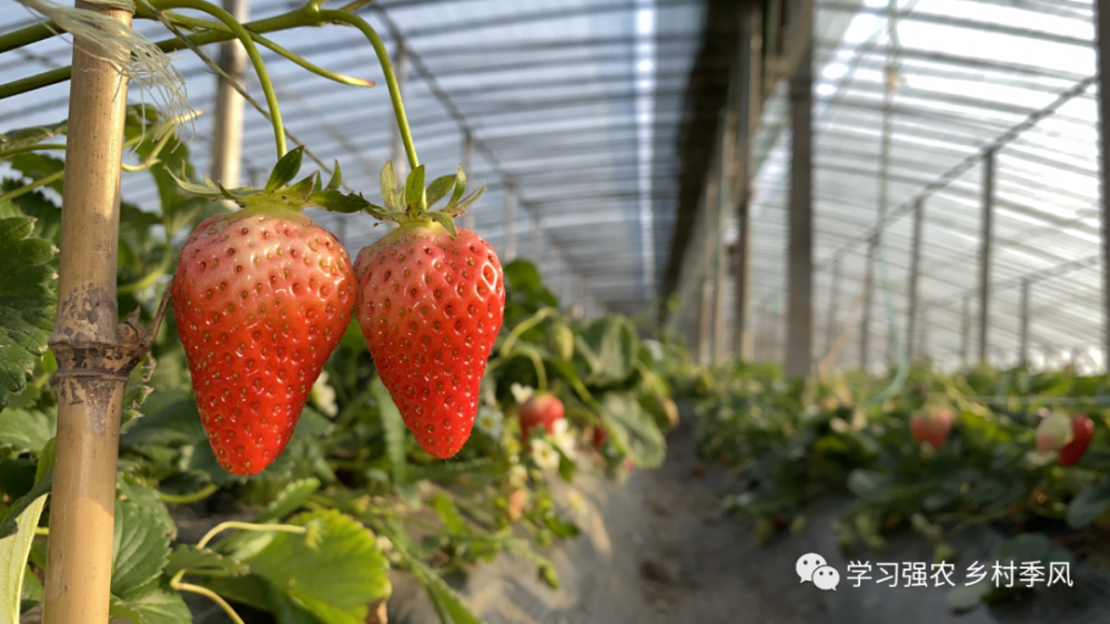 果菜设施草莓春季管理抓住几个细节让你春天莓烦恼早