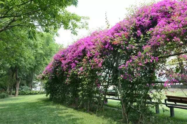 三角梅爬滿圍牆,花開燦爛時,就變成一道花牆,引得路人圍觀矚目