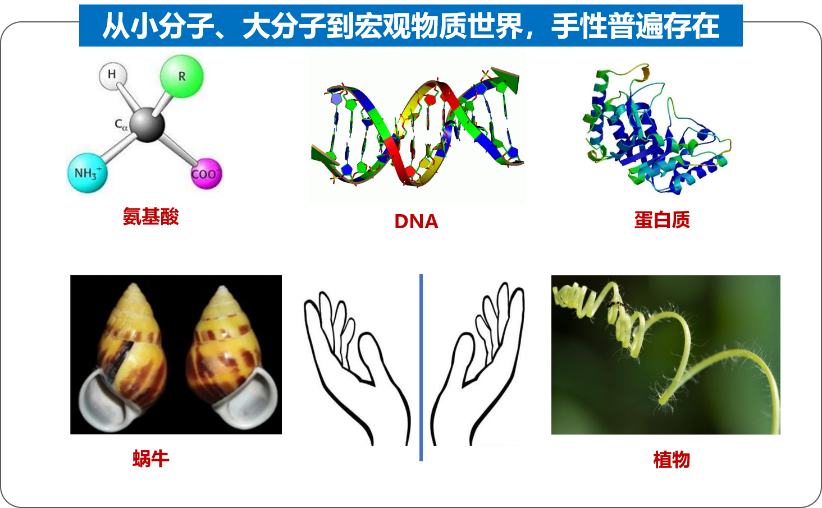 手性现象图片