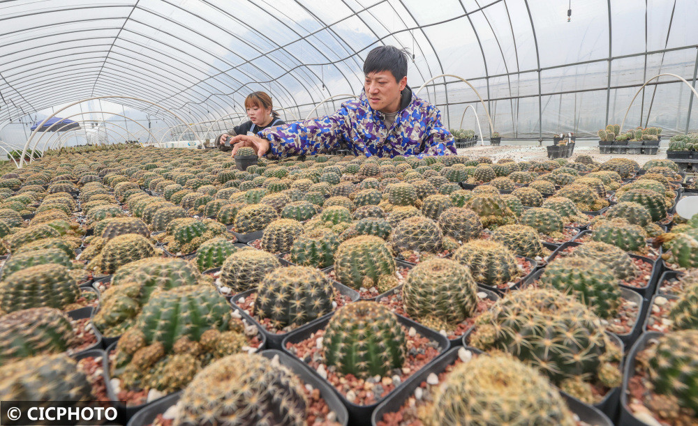 2022年3月7日,在浙江省湖州市德清县新市镇蔡界村一仙人球种植基地
