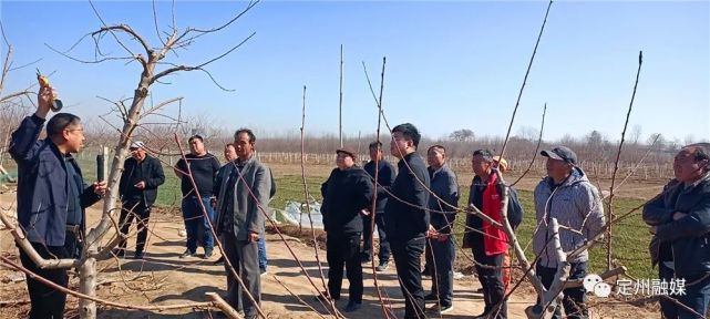 听专家讲解桃树修枝整型技术果农们正认真东旺镇东旺村桃林里3月6日