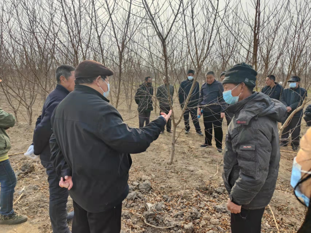 昌黎县果树基地负责人王耀信来到东旺镇东旺村,进行果树管理修剪技术