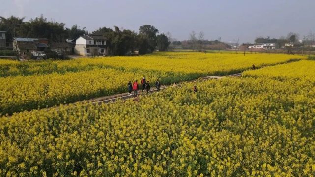 金堂成片油菜花海不止一處,它們分別在