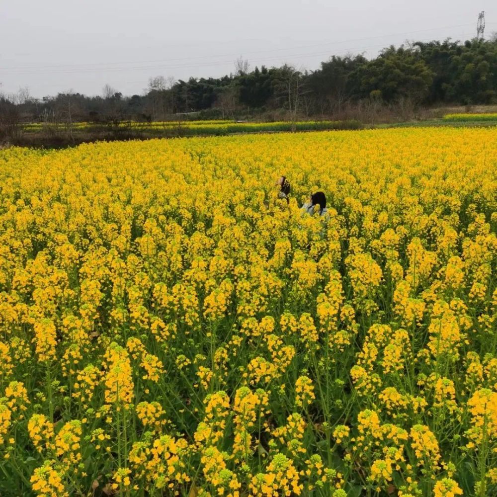 金堂成片油菜花海不止一处,它们分别在…_腾讯新闻