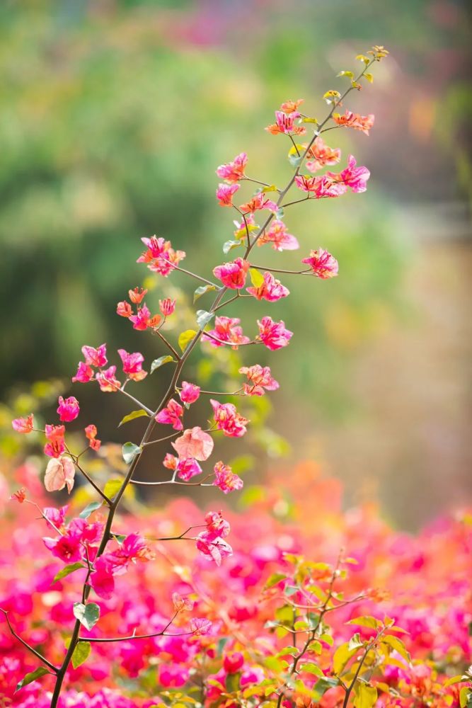 福建高校春景图出炉每一张都是壁纸