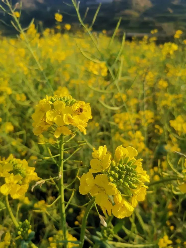春游江淮请您来风情淮河淮南市春季必游榜郁金香桃花梨花油菜花