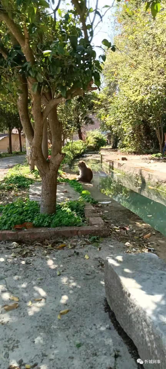 圍觀忻城古蓬有隻猴子下山膽子還不小