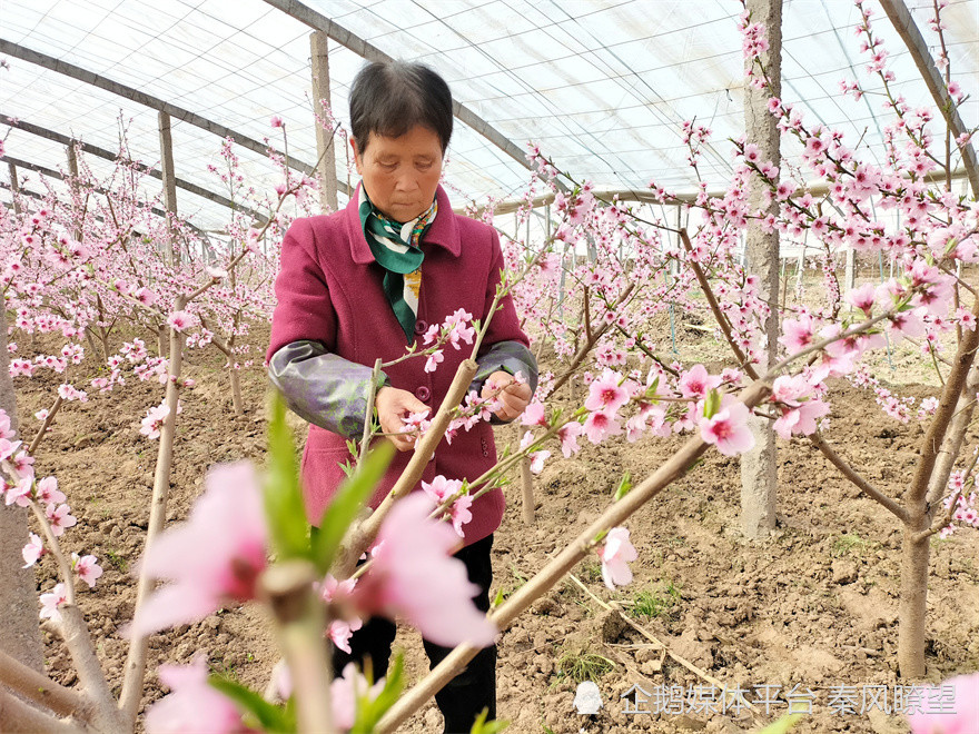 兴平寨北村 油桃花开艳群众春耕忙 腾讯新闻