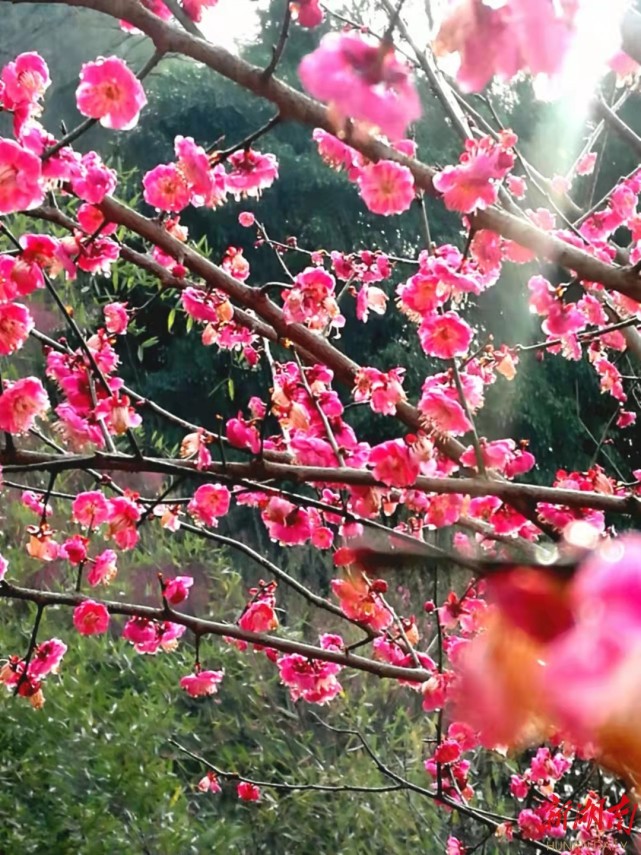 诗秋谷陈家坡上梅花开