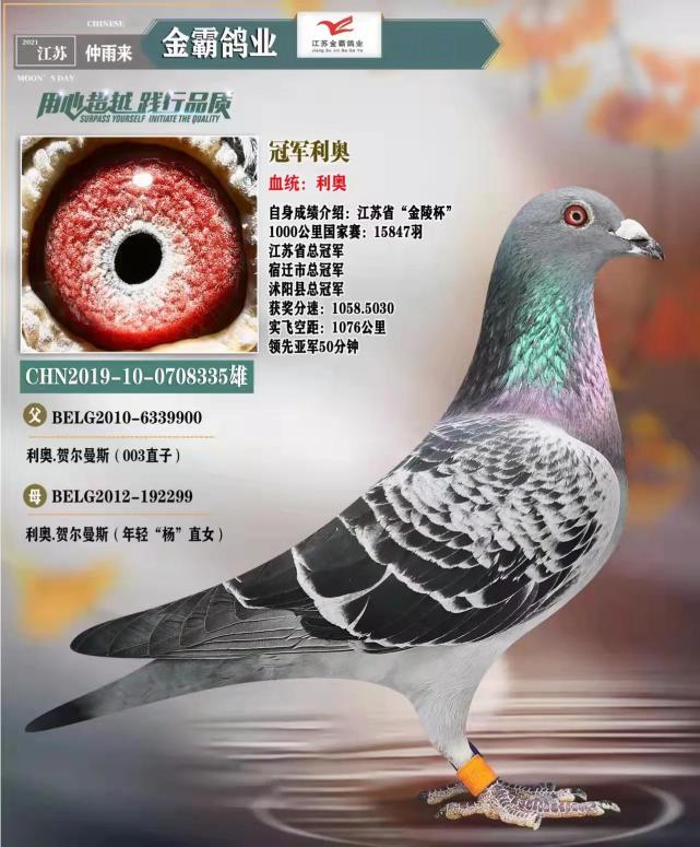 金霸鸽业江苏千公里总冠军专访 不挑赛距 不挑血统